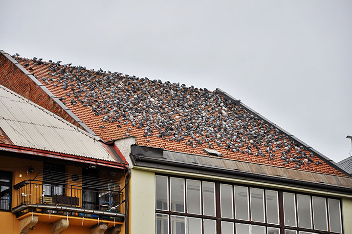 A2B Pest Control are able to install spikes to deter birds from roofs in South Lambeth. 