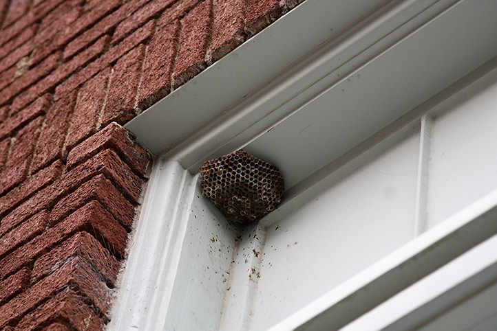 We provide a wasp nest removal service for domestic and commercial properties in South Lambeth.